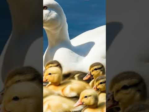 #electronicmusic #cat