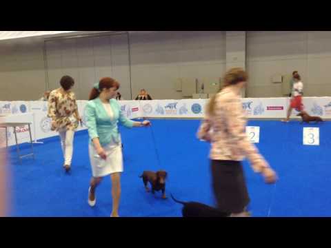 WDS 2016 такса ст гш