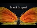 Extinct And Endangered Insects In Peril Now Open