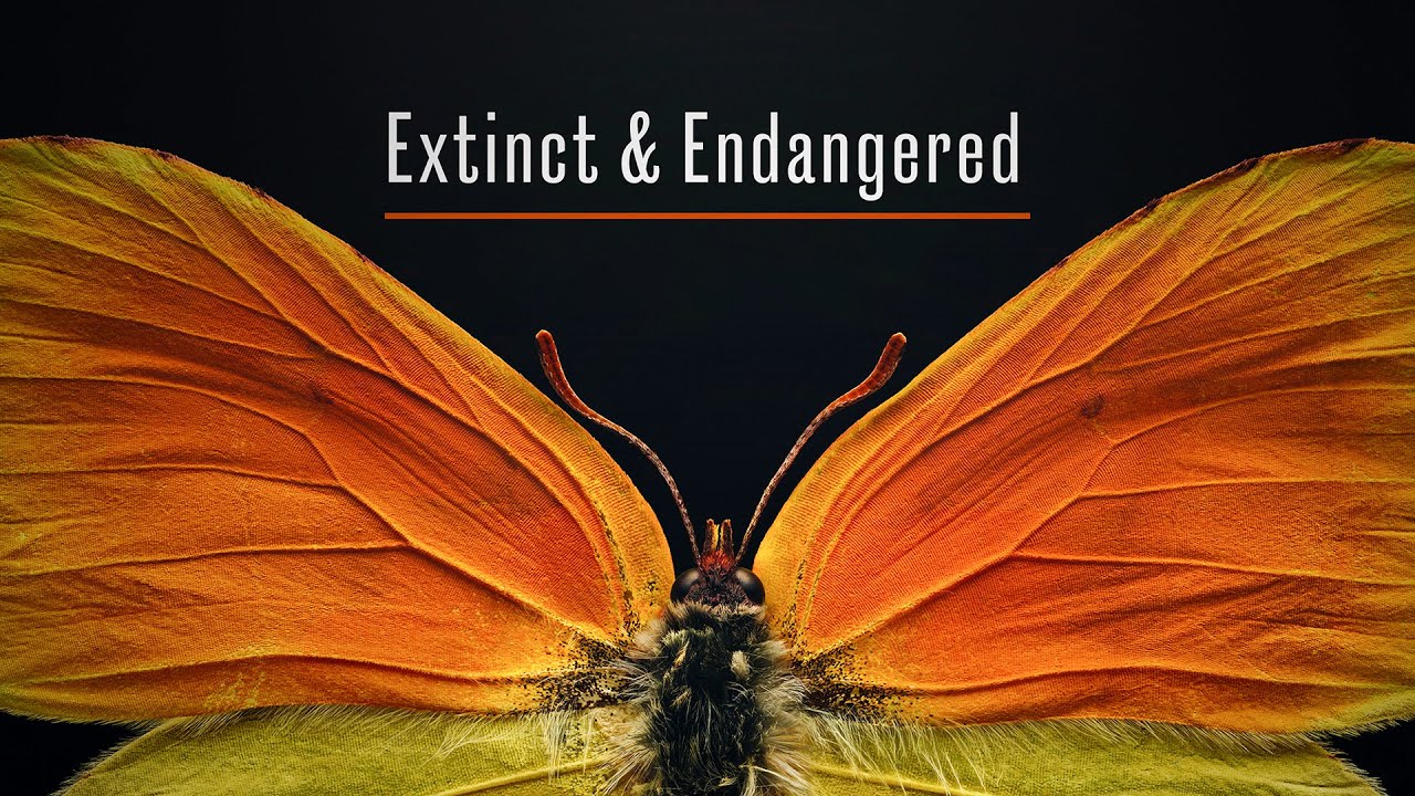 Extinct and Endangered: Insects in Peril - Now Open!