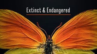 Extinct and Endangered: Insects in Peril - Now Open!
