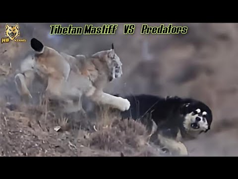 Tibetan Mastiff Fend Off Predators | Top 5 Animals Face Off