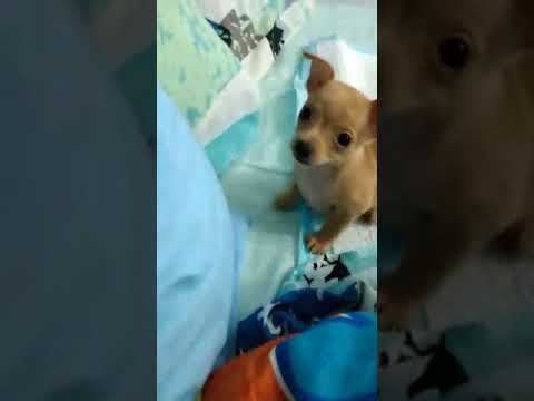 Khalissa bebê...💙