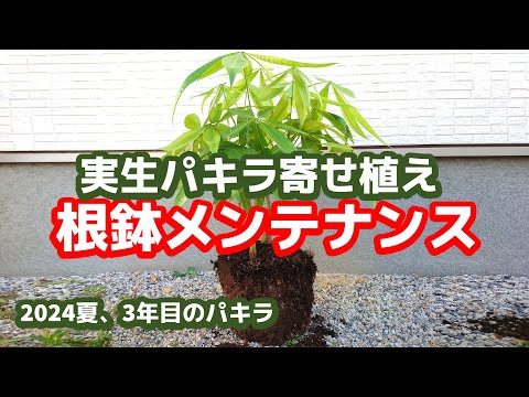 パキラの花の作り方は？理想的な状態を作り出すために、次の 5 つのメンテナンスのヒントに従ってください。  庭園