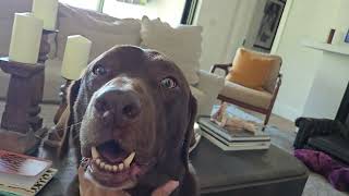 Catching up with girl, Coco