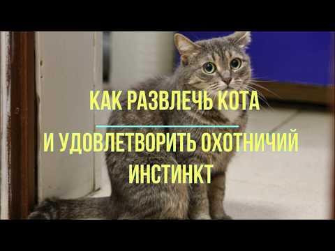 как развлечь кота