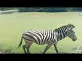 A Herd Of Zebras Viewed From Our Tram As We Circled Safari Park Bangkok