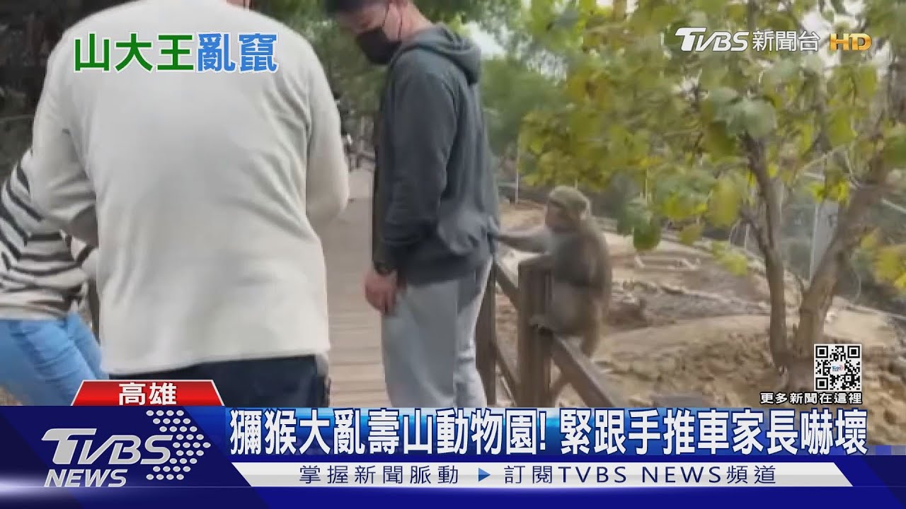 壽山動物園猴群作亂!狠搶食物 家長:危險怕遭攻擊