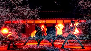 【西尾教団満開】零れ散る露浴びて紅く仄かに染まる恋詠桜