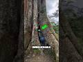 Secret Tribal Houses Built Inside Trees 😱