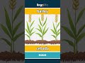 barley - cebada video thumbnail