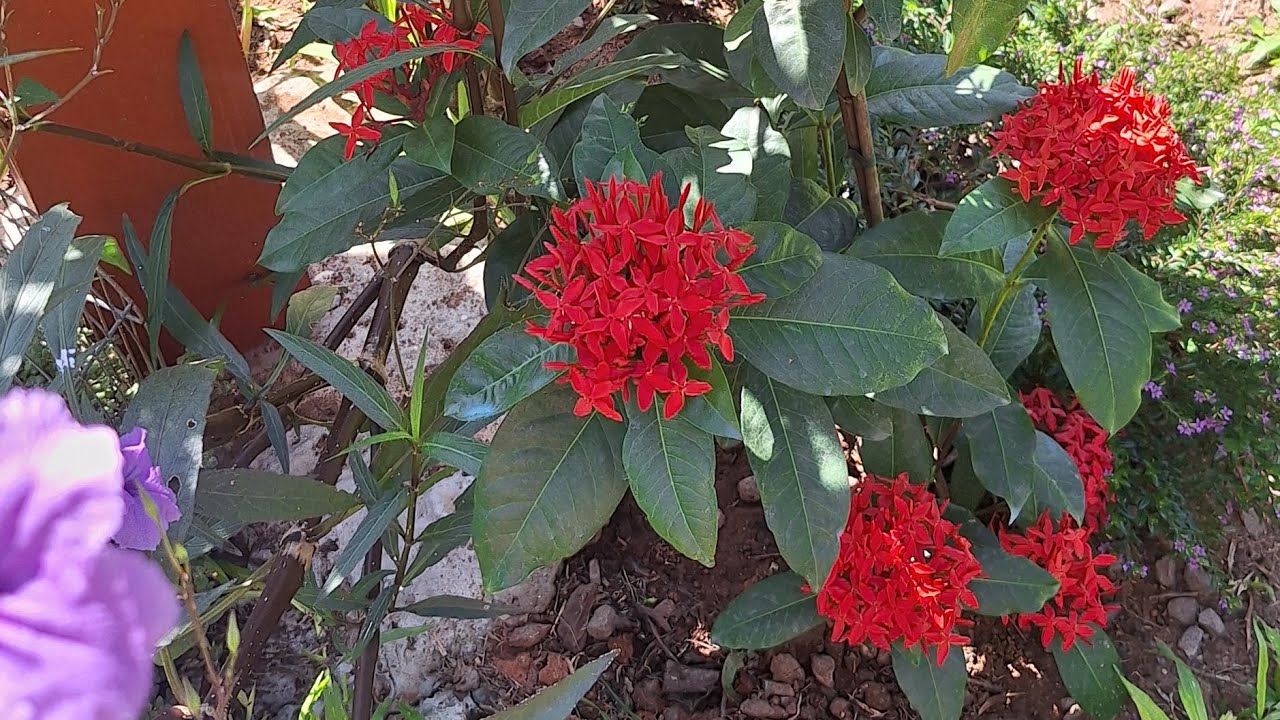 lindas flores no jardim novidades nas fontes e plantas