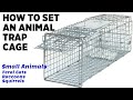 How To Set Up Animal Trap Cage Catch Feral Cats Raccoons Squirrels Other Small Animals