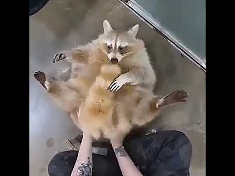 Ultimate Guide to Raccoons: How to Be Happy with These Adorable Creatures! 🥰💕🦝