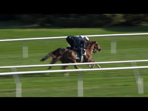 Sistercharlie Works for the BC F&M Turf