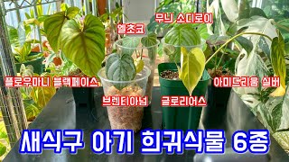 새로운 식물들!! 희귀식물 아기들을 소개합니다!! Rare plants Philodendron