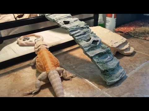 Lizard Olympics with Aries the Dragon