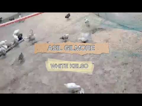 Asil Gilmore / White Kelso