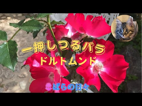 つるバラ「ドルトムント」 植物