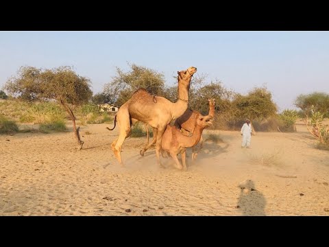 The style of a male camel to drop a female camel | Camel style | camel enjoying season
