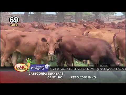 Lote 200 Terneras en Gral. San Martín, Chaco