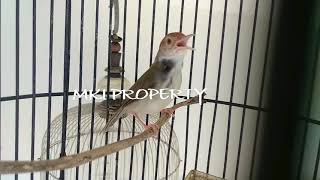 Download lagu MASTERAN BURUNG PRENJAK GACOR !! TEMBAKAN VARIASI PRENJAK LUMUT GACOR UNTUK MURAI C.IJO KACER mp3 Download lagu MASTERAN BURUNG PRENJAK GACOR !! TEMBAKAN VARIASI PRENJAK LUMUT GACOR UNTUK MURAI C.IJO KACER mp3