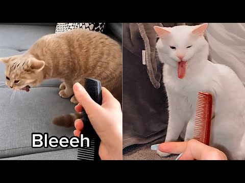Cats Gag When Hearing Comb Scratching Sound  Pets Town |Min Cute Pets