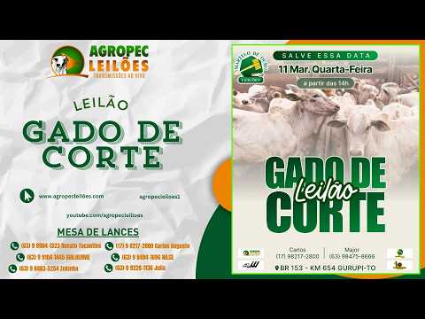 Agropecleiloes- AO VIVO -  LEILÃO GADO DE CORTE | MARTELO DE OURO LEILÕES - GURUPI-TO - 11/03/26.