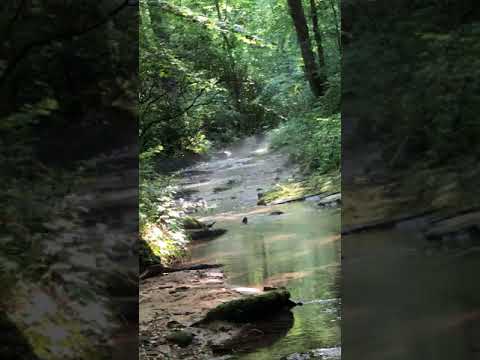 This is .5 mile from the campsite where two streams merge. Beautiful, clear, cold water.