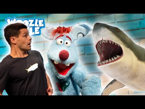 Wie gefährlich sind Haie wirklich? l WOOZLE GOOZLE