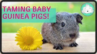 Taming Baby Guinea Pigs Step By Step! | Squeak Dreams