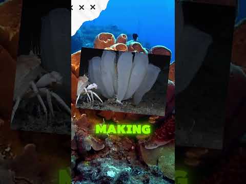 Weird Fun Facts #weiredfacts #knowledgejourney