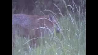 Cute Fox For Diav. =)