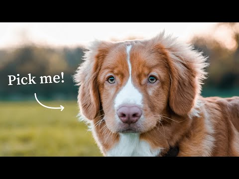 10 Reasons Why You Should Get a Nova Scotia Duck Tolling Retriever