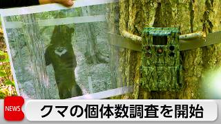 環境省　クマ個体数の調査開始　生息地に約800台のカメラ設置