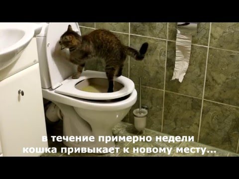 Как научить кошку ходить туалетиться на унитаз. Пошаговая инструкция как приучать.