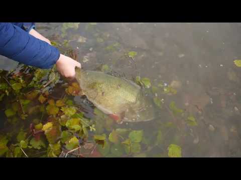 52er Barsch Release (Monsterbarsch, Großbarsch, Perch)