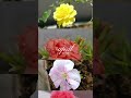 POV: You Stopped to Smell April - April flowers #shorts #april #ytshorts #nature #flowers