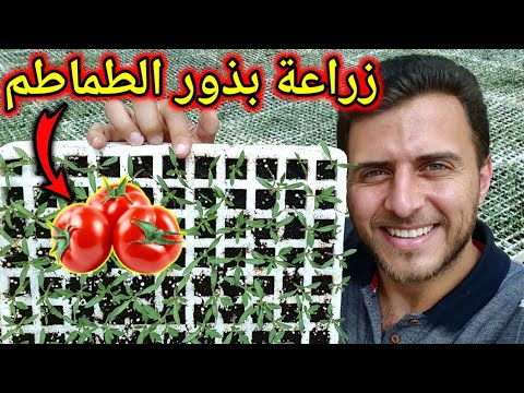 , title : 'زراعة بذور الطماطم بالتفصيل "عملية التشتيل" - دورة زراعة الخضراوات في المنزل #3'