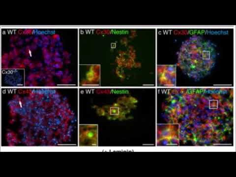 Laminin for Cell Regeneration and Wound Healing