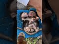 #monkey #babymonkey #cute #animals #adorable #smallbabymonkey #littlebabymonkey #adorably #funny