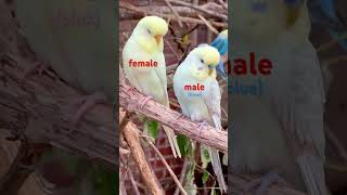 Download lagu Lihat perbedaan visual antara burung parkit jantan dan betina | Membiakkan Burung Parkit #burung #burung mp3