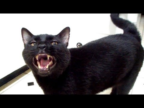 Talking Kitty Cat 28 - Pussy Cat Whipped