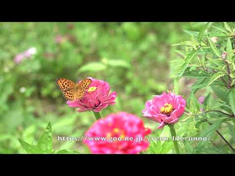 庭のウラギンスジヒョウモンの飛翔