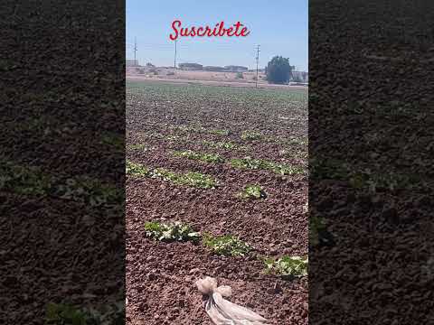 Cultivo de Melón 🍈 de Verano en Sanluis Arizona USA 🇺🇸