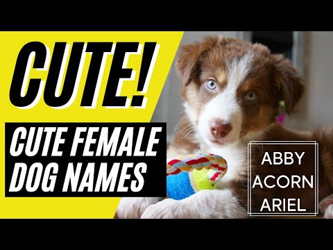 Top 40 Unique FEMALE Dog Names - Girl Dog Names