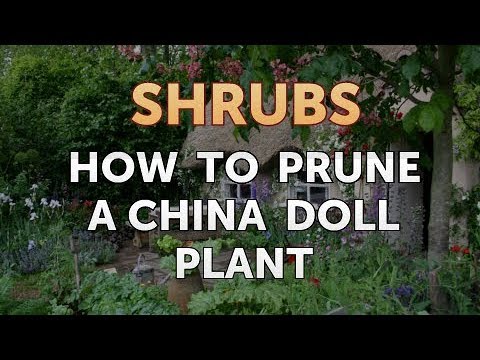 How to Prune a Bottlebrush Shrub