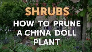 How to Prune a China Doll Plant