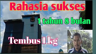 Download lagu RAHASIA SUKSES RBW 1 TAHUN 8 BULAN TEMBUS 1 KG mp3