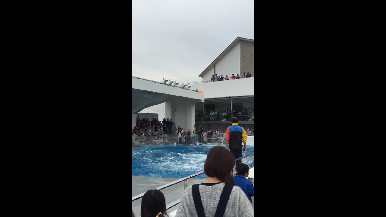 20170318-海きららイルカショー(о´∀`о)